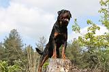 ROTTWEILER 206